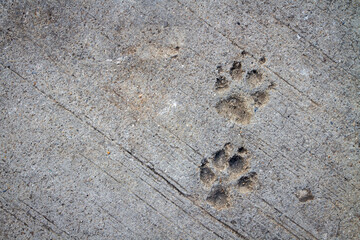 dog footprint on cement background. cement background scratch grunge
