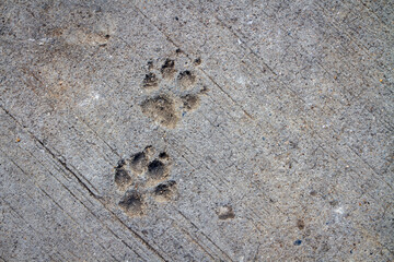 dog footprint on cement background. cement background scratch grunge