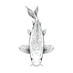 Detailed line drawing of a koi fish swimming gracefully