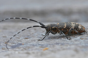 Closeup on a large European longhorn insect, Black Pine Sawyer Beetle, Monochamus galloprovincialis