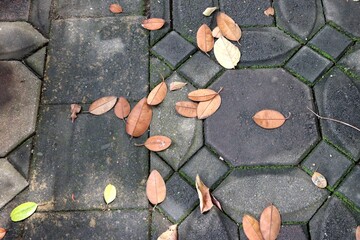 Dry brown leaves scattered across the paving blocks of a pedestrian walkway. A natural and organic...