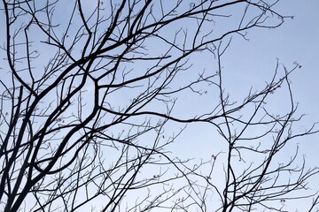Silhouette of tree branches without leaves in the blue sky. Texture of tree branches that have fallen during winter. Background with a winter and autumn atmosphere with some clouds 