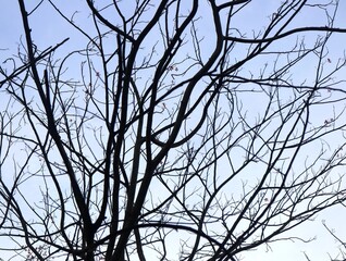 Silhouette of tree branches without leaves in the blue sky. Texture of tree branches that have fallen during winter. Background with a winter and autumn atmosphere with some clouds 