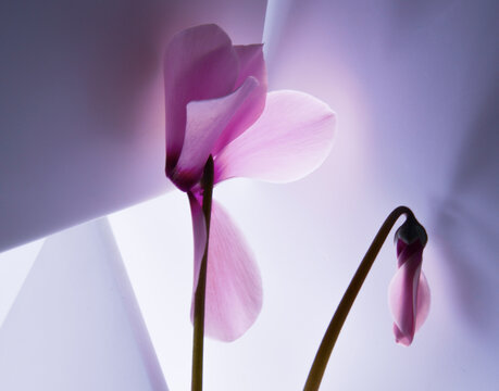 Flowers ,Cyclamen , rose , elegance , design ,