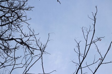 Silhouette of tree branches without leaves in the blue sky. Texture of tree branches that have fallen during winter. Background with a winter and autumn atmosphere with some clouds 