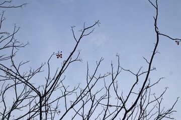 Silhouette of tree branches without leaves in the blue sky. Texture of tree branches that have fallen during winter. Background with a winter and autumn atmosphere with some clouds 