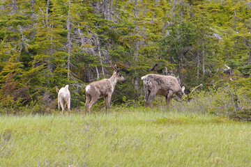 western caribou (reindeer) near Bennett lake, British Columbia
