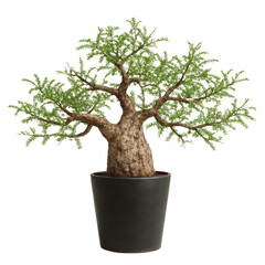 Artistic Operculicarya pachypus tree with thick textured trunk and sparse foliage  transparent background