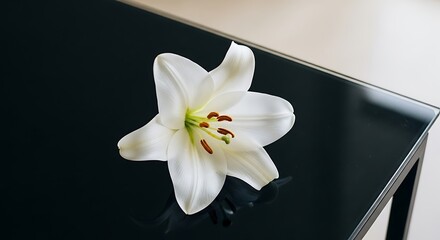 Elegant White Lily Blossom on a Glossy Black Tabletop Minimalist Still Life