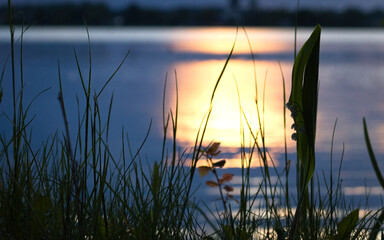 Sunset landscape. Lilies of the valley on the forest on the lake, white bells flowers, dew drops on a green leaves.