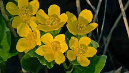 Bright yellow marsh marigold flowers in the swamp - Caltha palustris