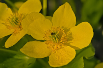  Close-up of a bright yellow marsh marigold flower, selective focus on a green bokeh background - Caltha palustris 