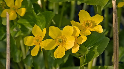 closeup of marsh marigold flowers in the swamp - Caltha palustris
