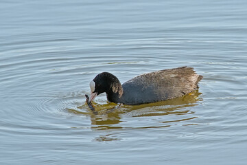 Eurasian coot swimming in a  in Bourgoyen nature reserve, Ghent, Flanders, Belgium - Fulica atra 