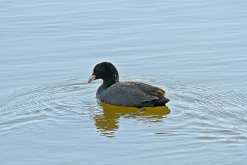 Eurasian coot swimming in a  in Bourgoyen nature reserve, Ghent, Flanders, Belgium - Fulica atra 