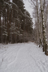 winter in the forest