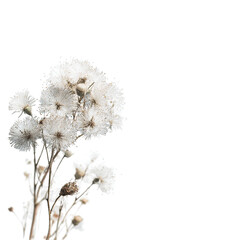 Close-up of a cluster of dried dandelion-like flowers
