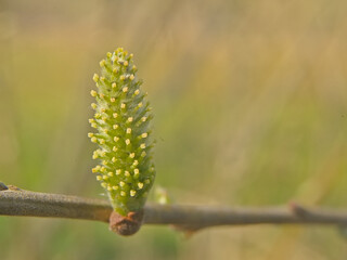 Closeup of a dark leaved willow catkin on a twig, selective focus with bokeh background - Salix myrsinifolia 