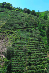 Green tea bud and leaves.Tea garden background photo. Tea garden and blue sky in the background.Tea cultivation in Turkey. Rize Türkiye.