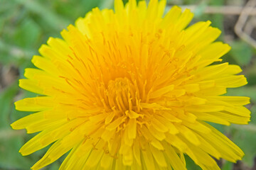 Macro of a bright yellow dandelion flower, selective focus with bokeh background - Taraxacum officinale 