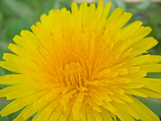 Macro of a bright yellow dandelion flower, selective focus with bokeh background - Taraxacum officinale 