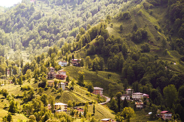 Green tea bud and leaves.Tea garden background photo. Tea garden and blue sky in the background.Tea cultivation in Turkey. Rize T&uuml;rkiye.