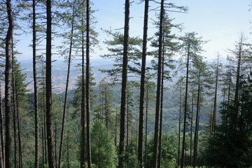 trees in the woods