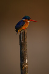 Malachite kingfisher in profile on marker pole
