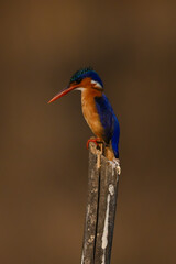 Malachite kingfisher looking down from split post