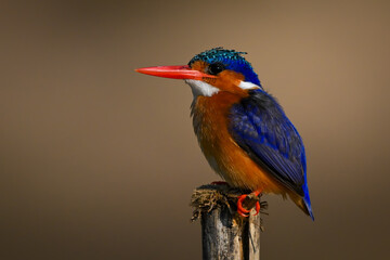Malachite kingfisher lifting beak on split post