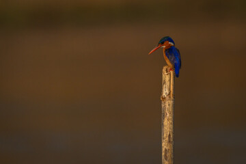Malachite kingfisher looking down from guano-covered post