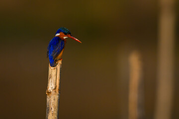 Malachite kingfisher looking down from cracked post