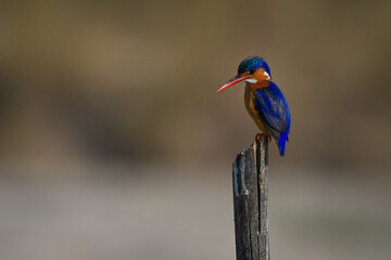 Malachite kingfisher looking down on marker post