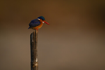 Malachite kingfisher looking down from marker post