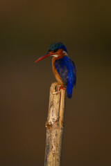 Malachite kingfisher looking down from sawn-off post