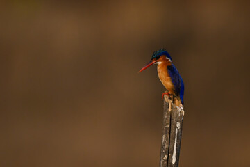 Malachite kingfisher looking down from wooden post