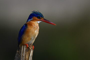 Malachite kingfisher looking down from leaning post
