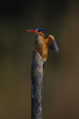 Malachite kingfisher lands on post flapping wings