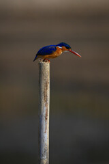 Malachite kingfisher leans forward on sawn-off post