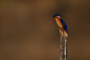 Malachite kingfisher looking down from leaning pole