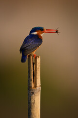 Malachite kingfisher holds insect on wood post