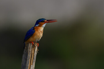 Malachite kingfisher holds insect on split post