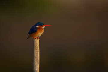 Malachite kingfisher hunches down on wood post