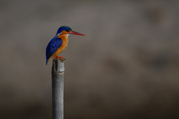 Malachite kingfisher in profile on marker post