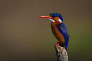 Malachite kingfisher in profile on tilting post