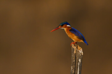 Malachite kingfisher in profile on wooden post