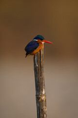Malachite kingfisher hunches down on split post