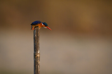 Malachite kingfisher leans forward on guano-stained post