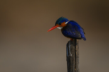 Malachite kingfisher leans over on wood post