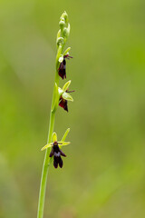 blooming fly orchid (ophrys insectifera), found in the valley of river lech in Austria